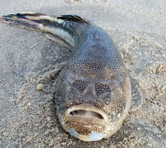 一对夫妻在海边散步时发现「长相奇怪」的鱼,大家都不敢靠近,没想到