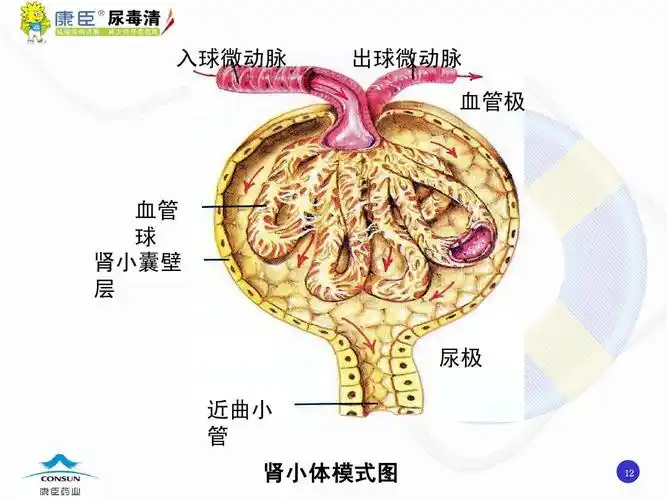 出球微动脉 血管极 血管 球 肾小囊壁 层 尿极 近曲小 管 肾小体模式