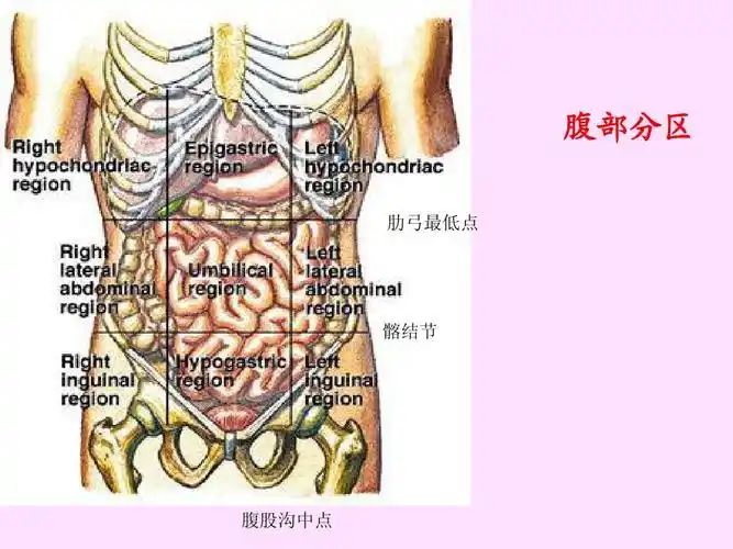 解剖复习 腹部分区 肋弓最低点 髂结节 腹股沟中点