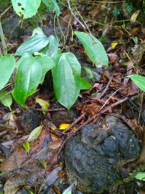 薯莨 薯莨(薯莨怎么读) 植物