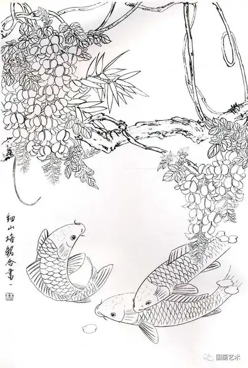 图文教程工笔锦鲤画法与白描画稿