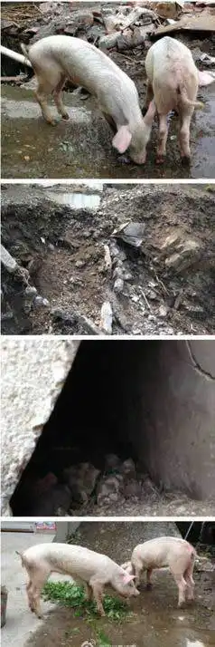 又见猪坚强宝兴县震后第45天挖出2只幸存猪