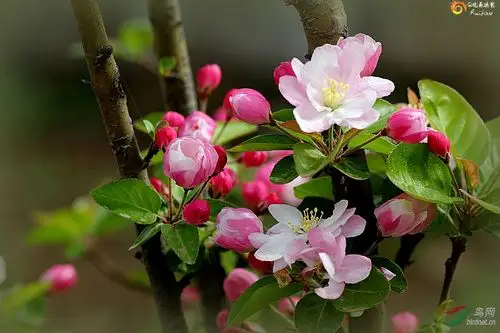 重瓣粉红海棠花