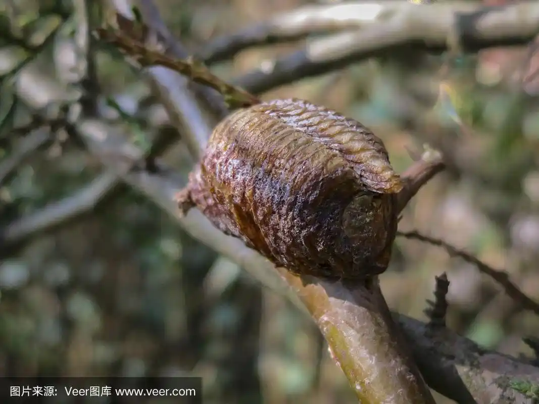 茧中螳螂卵的特写.有选择性的重点.