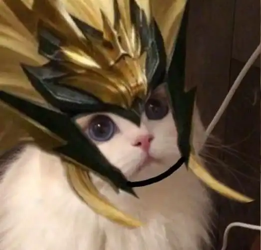 王者荣耀猫咪头像马超原图无水印 马超猫咪头像高清大图