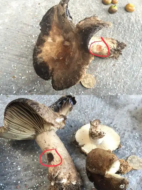 看这图,可能很多南方的朋友会觉得,这是可食用的"火炭菌",这也正是其