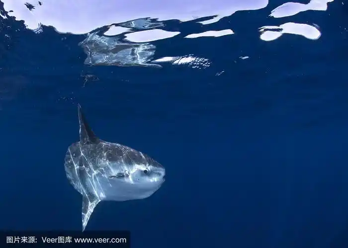 鲨鱼在水下游泳的图像