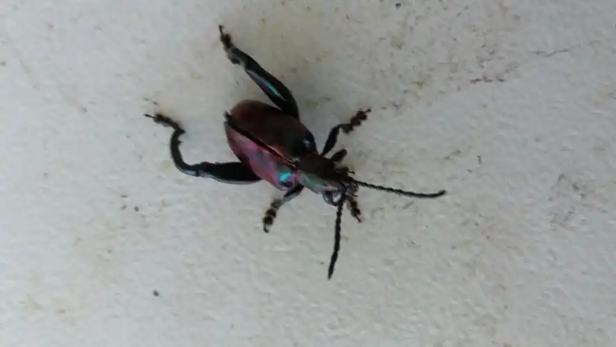 金牛昆虫值多少钱