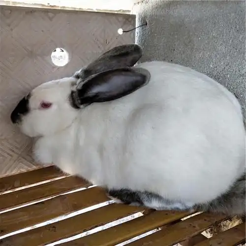 比利时肉兔批发比利时兔子养殖场比利时兔肉兔价格