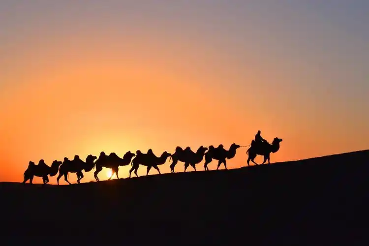 行走在巴丹吉林沙漠沙山上的骆驼队