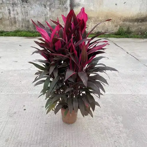 红叶阳台室内四季观叶绿植绿植朱蕉苗铁树盆栽朱焦绿植