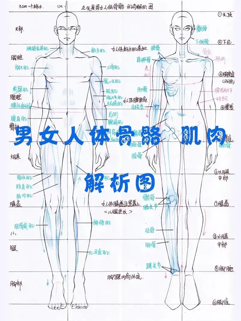25服装考研 人体模特笔记版  服装效果图九头身男女 人体  - 抖音