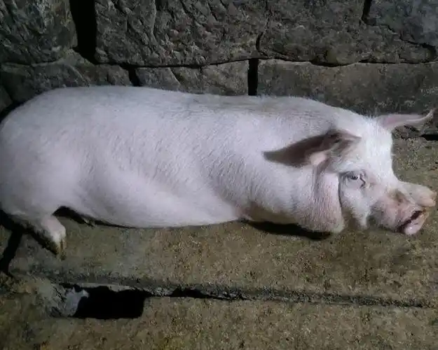 农村喂熟食的猪肉和养猪场喂饲料的猪肉有什么区别?