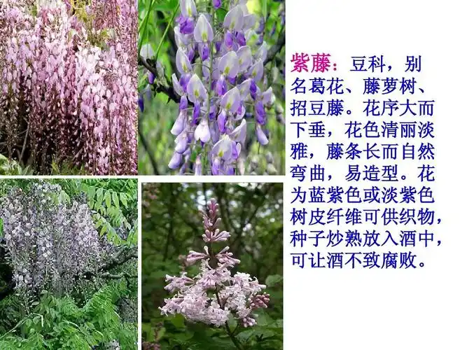 初中教育 语文 《紫藤萝瀑布》课件2课时ppt 紫藤:豆科,别 名葛花