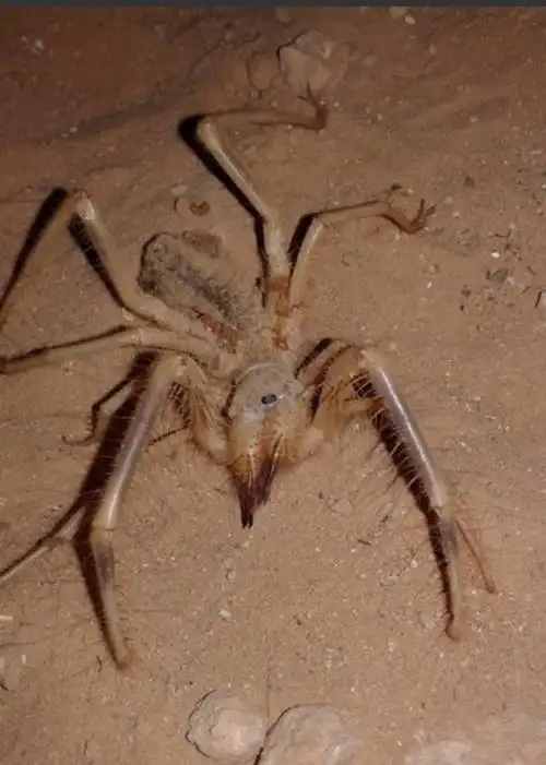 恐怖过is?敍利亚沙漠惊现"异形"骆驼蜘蛛