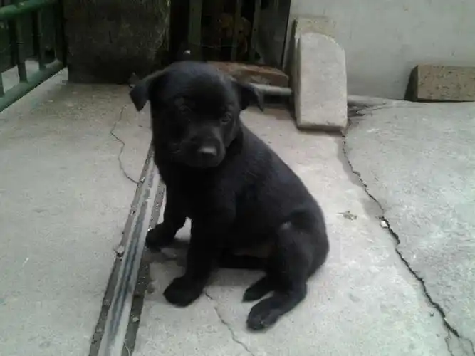 2个月大小土狗找主人