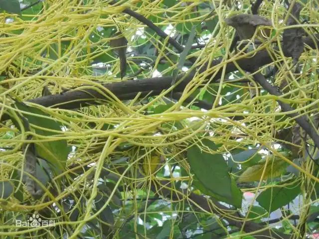 吸血树,树高约2米,树干粗为10厘米左右,长相颇为古怪.