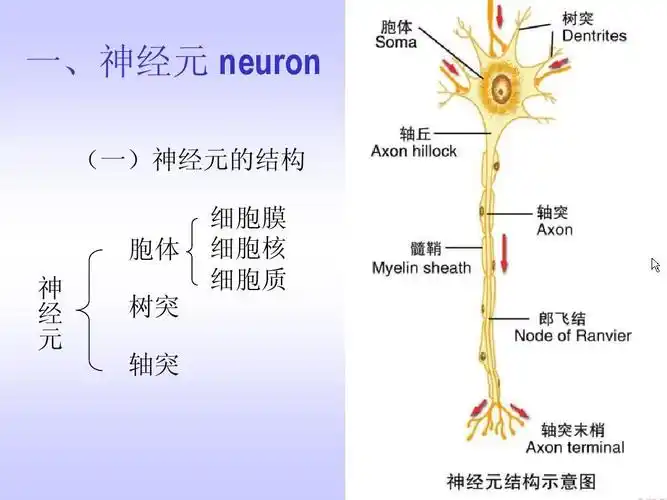 当前第5页) 你可能喜欢 最全人体解剖图 组织胚胎学课件 解剖神经系统