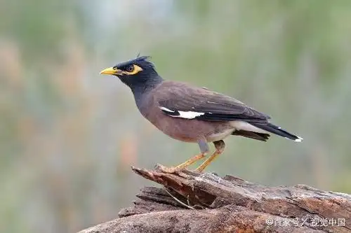 什么样的八哥会说话?品种选择很重要!大家都知道吗?