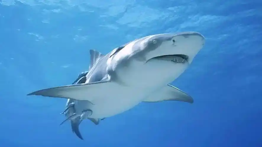 鲨鱼是胎生还是卵生鲨鱼为什么不是鱼类