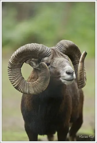 dexposition manuel flash no, mode: supprimé mode posemètre