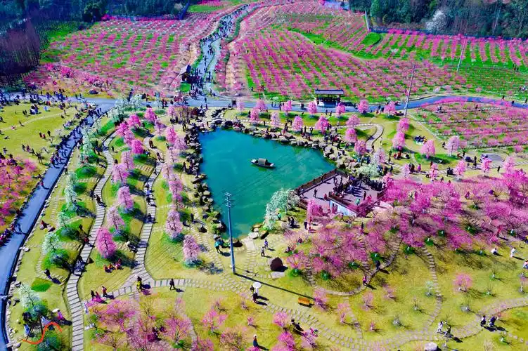 何处繁花美如锦 青城山下问花村