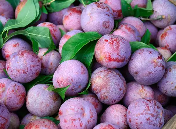 这是刚刚上市的新鲜三华李,品质好的市场上收购价达到每市斤6元.