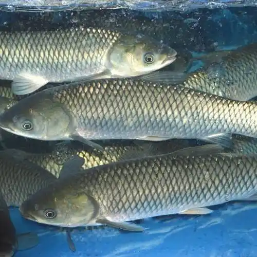 如果在每天喂相同数量的鱼的情况下,到了周末,草鱼在2小时内就吃完了