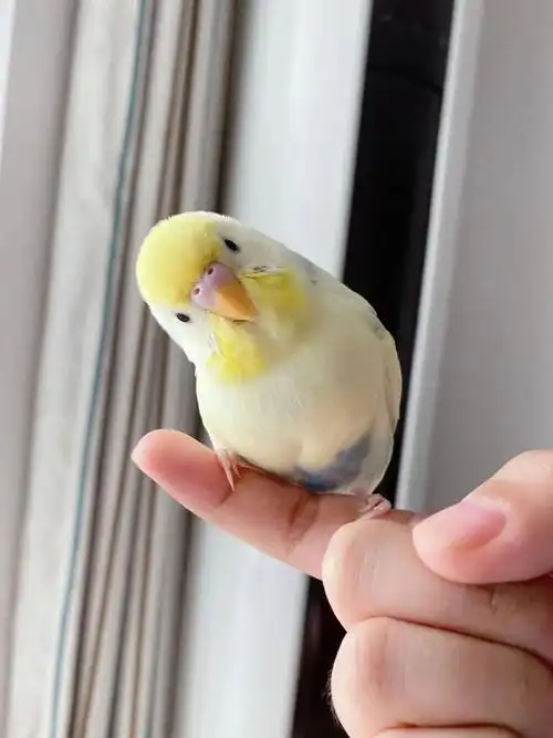 大头虎皮鹦鹉(大头虎皮鹦鹉图片)