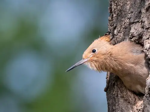 戴胜雏鸟盼亲归