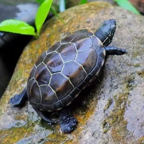 乌龟宠物活体小可爱苏北金线草龟水龟外塘特惠龟