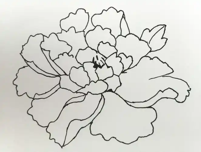 牡丹花简笔画手绘 牡丹花简笔画手绘简单