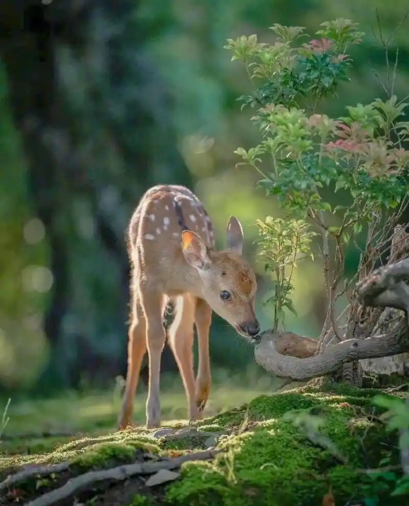 林深见鹿,阳光下的鹿太好看了, 都说鹿是种有灵气的动物, 七月的第