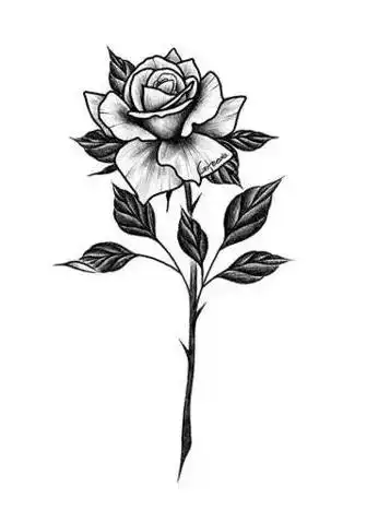 玫瑰纹身手稿