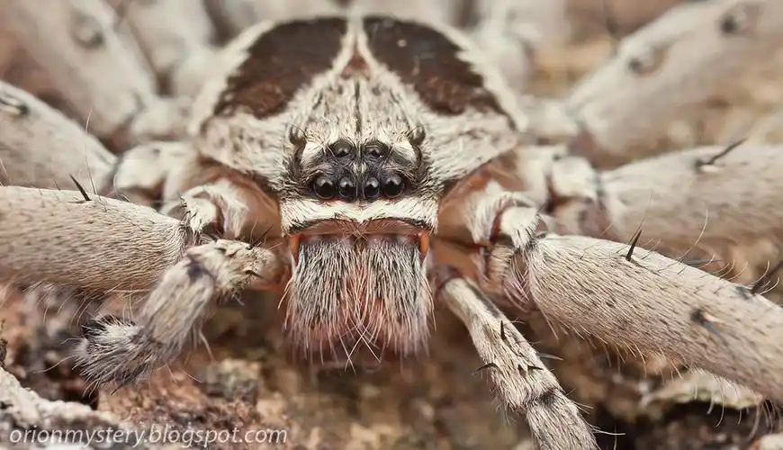 我即使是死了钉在棺材里了也要在墓里用这腐朽的声带喊出白额巨蟹蛛