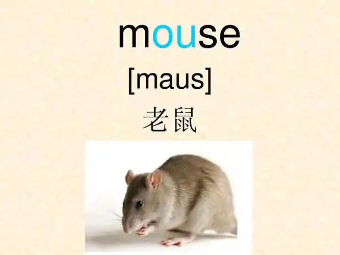 mouse [maus] 老鼠