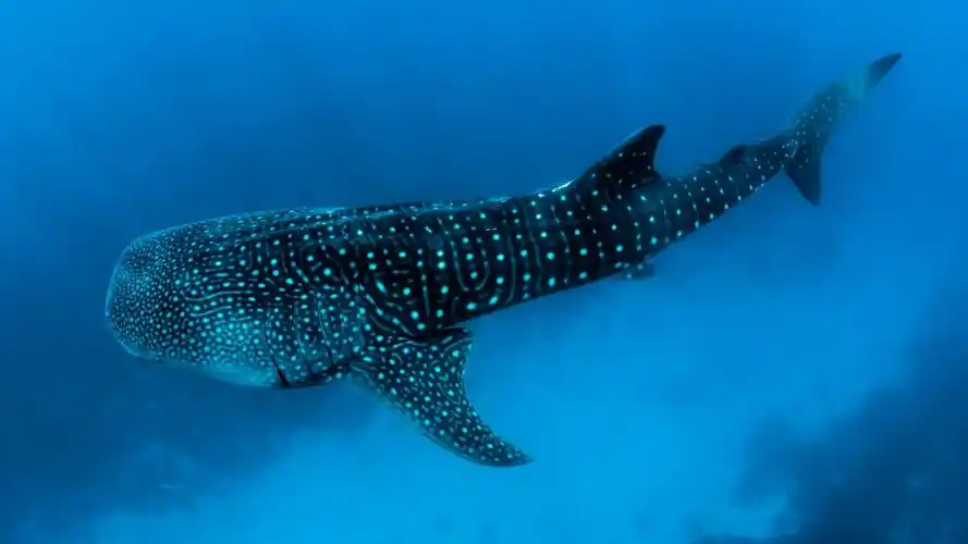 鲸鲨图片大全大图-动物壁纸-高清动物图片-第2图-娟娟壁纸