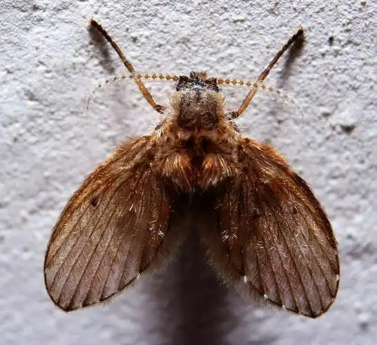 下水道长出来的虫子蛾蠓的危害有哪些