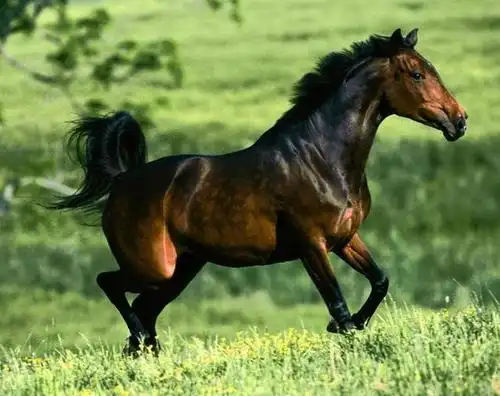 负重能力更佳的乌孙马,伊犁马就开始崭露头角,并逐步取缔了汗血宝马的