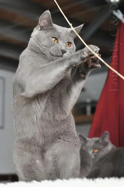 p>卡尔特猫体型较粗大,长得很结实,稍胖,成年猫的体重可达至7kg,它的