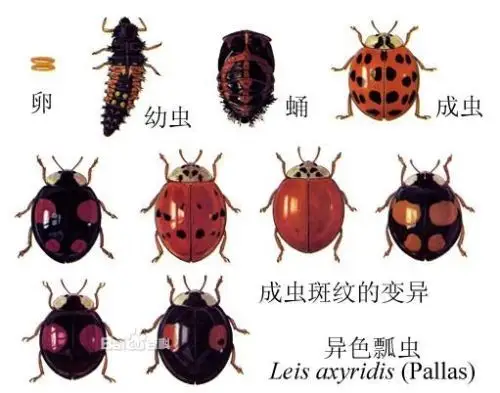 匿名用户1级 2013-08-23 回答 瓢虫的种类非常繁多,全世界记载约500属