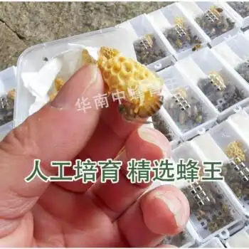 中蜂王蜜蜂活体种王王台开产交尾阿坝高产杂交产卵双色土蜂王湖南王