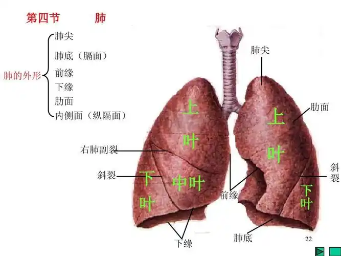 你可能喜欢 人体解剖生理学 呼吸系统的结构与功能 人体解剖学呼吸