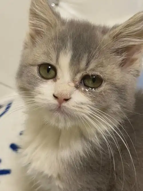 猫咪单眼流泪原因探析及养护建议