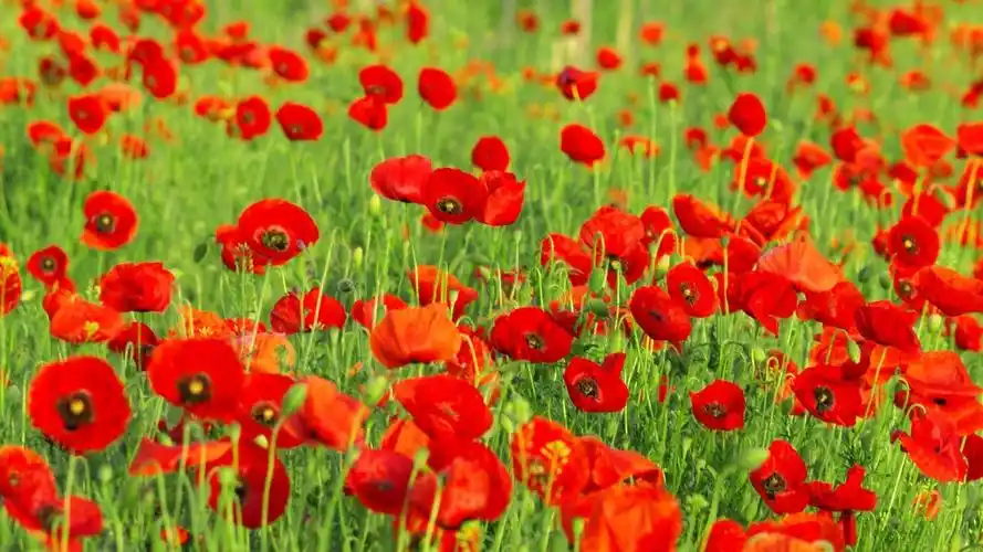 绿草掩映红花醉,红花绽放香欲浓;最是一年春好处,还看草原花正红!