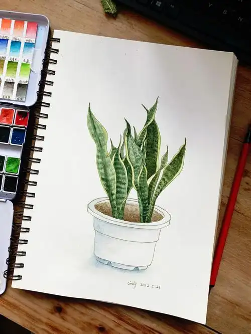 钢笔淡彩练习day60记录自己养的虎皮兰