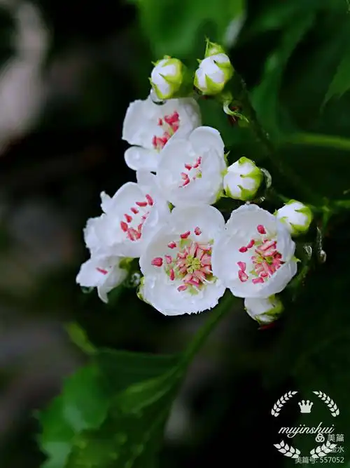 山楂树开满了花