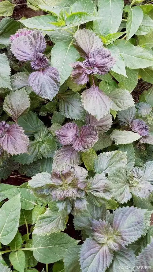 紫苏是一种常见的香料,它有很好的调理肠胃,安神养心等功效.