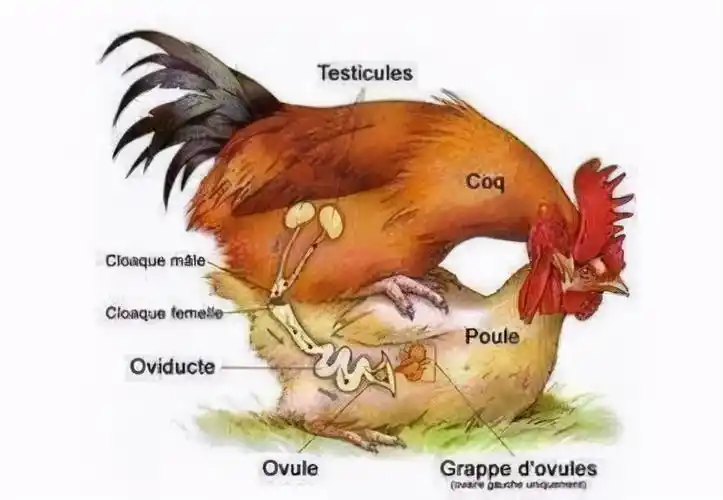 公鸡母鸡交配,为何公鸡要踩在母鸡上面,这不是很危险吗?