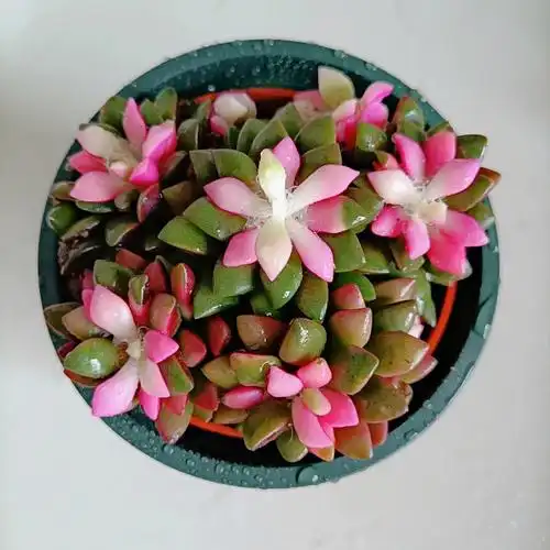 懒人植物吹雪之松锦